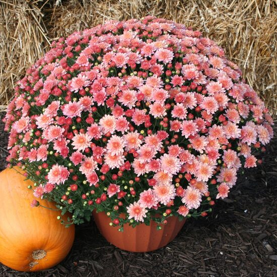 Krizantēmas jeb mārtiņrozes (stādi)