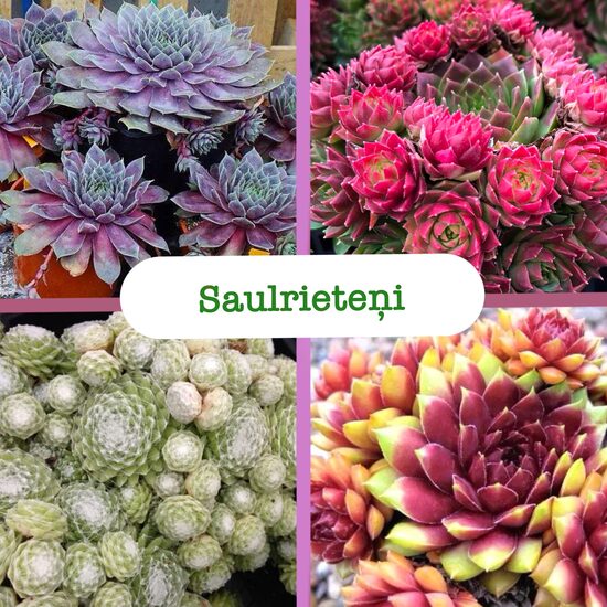 Saulrieteņi (stādi)