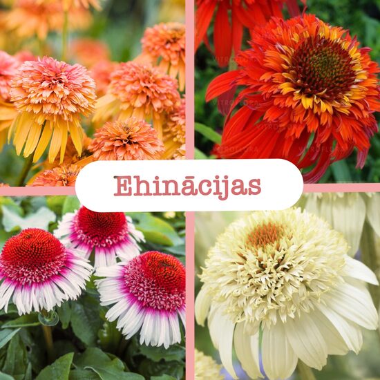 Ehinācijas