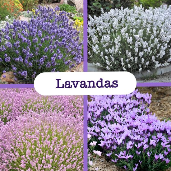 Lavandas
