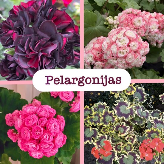 Pelargonijas