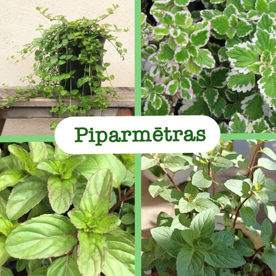 Piparmētras