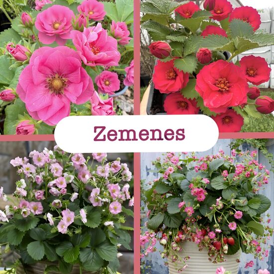 Zemenes