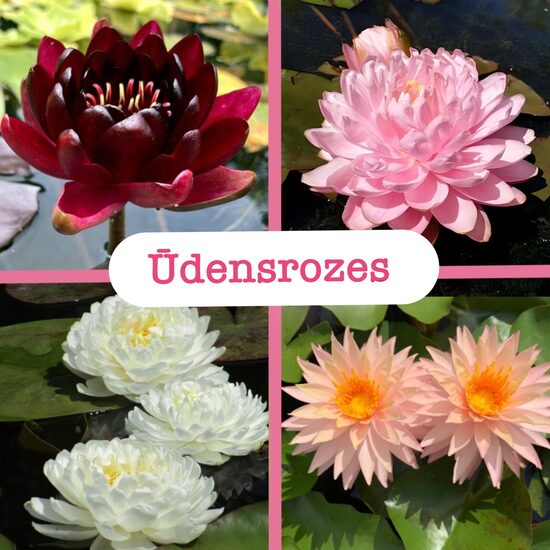 Ūdensrozes