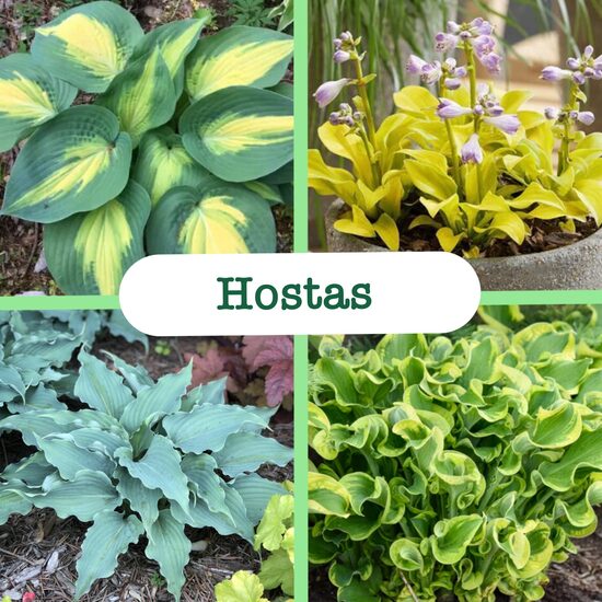 Hostas