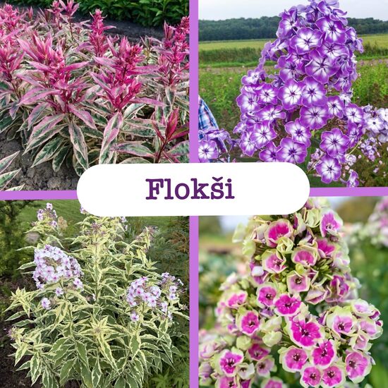 Flokši