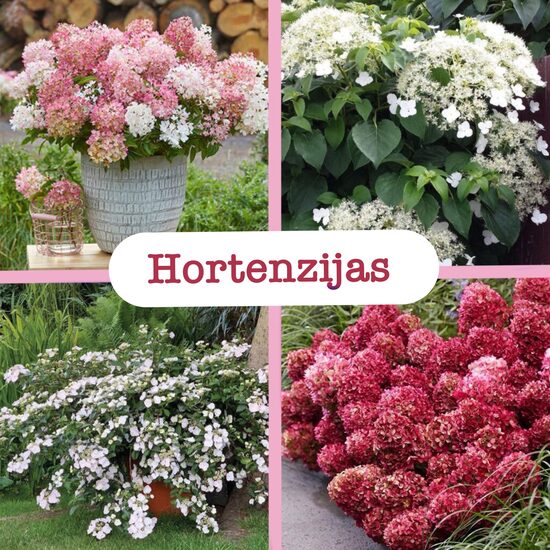 Hortenzijas