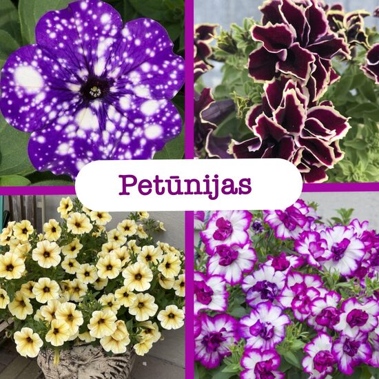 Petūnijas
