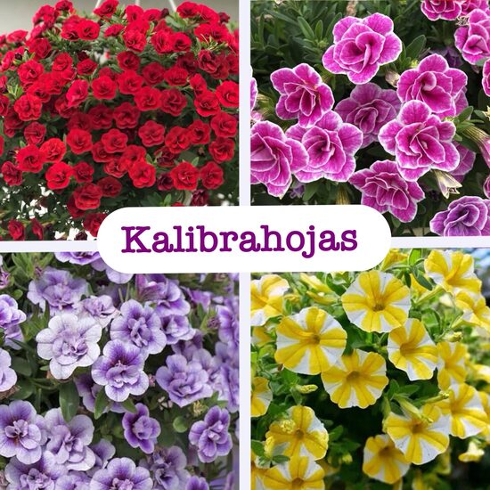 Kalibrahojas