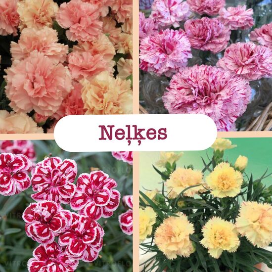 Neļķes