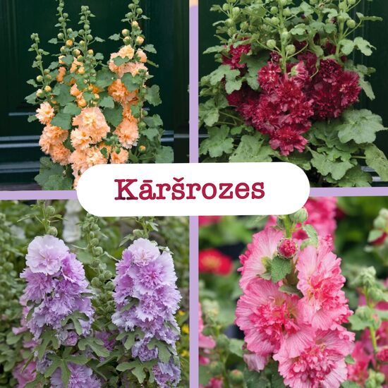 Podu kāršrozes (stādi)