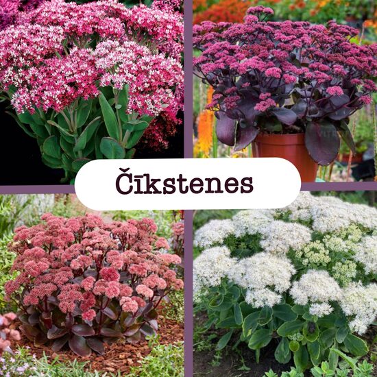 Čīkstenes (stādi)