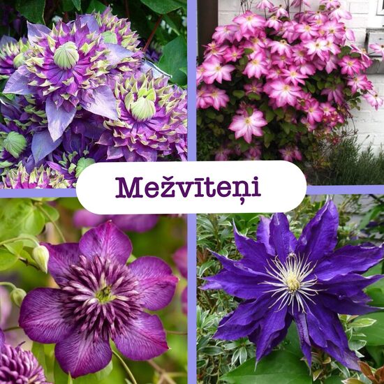 Mežvīteņi (stādi)