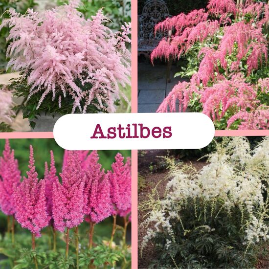 Astilbes (stādi)