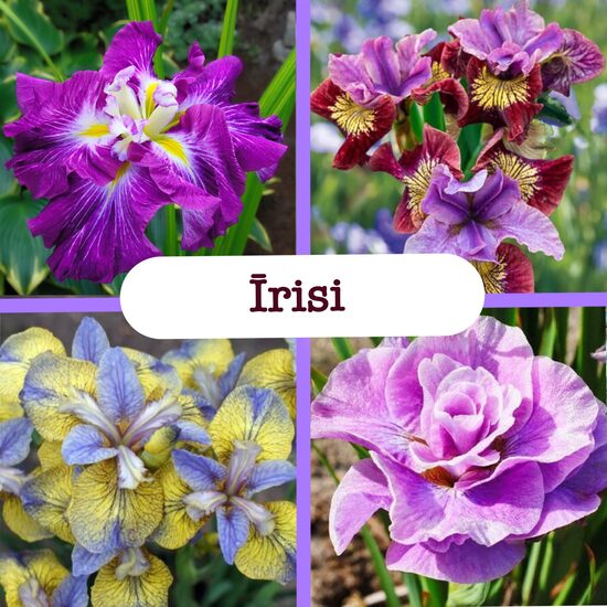 Īrisi (stādi)