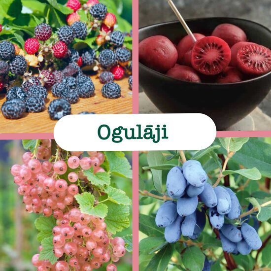 Ogulāji (atlaide līdz 40%)