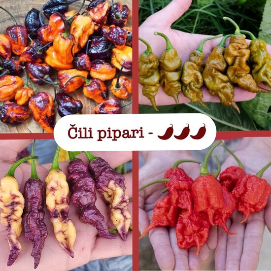 Čili pipari - īpaši asie (stādi)