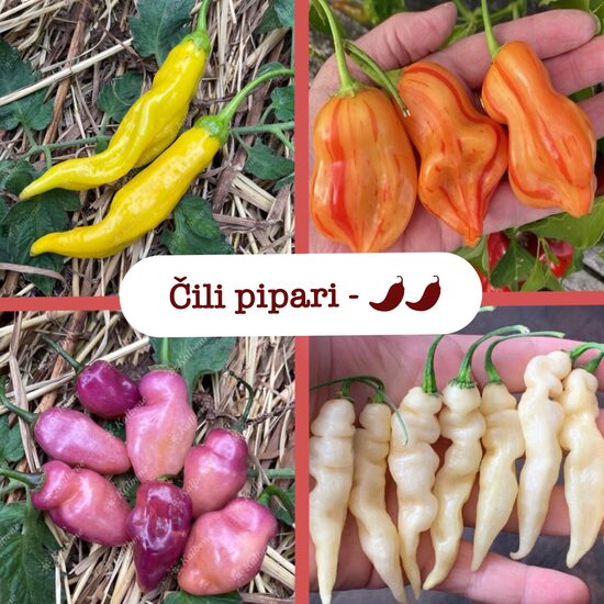 Čili pipari - vidēji asie (stādi)