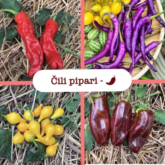 Čili pipari - maigie (stādi)