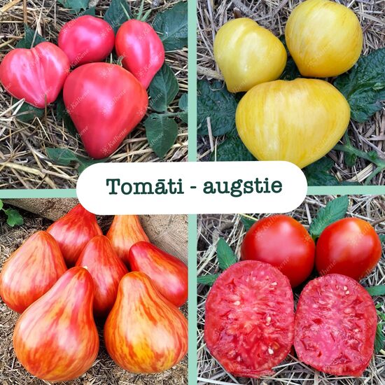 Tomāti (augstumā 1,5-2m) (stādi)