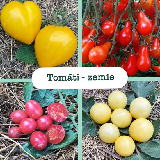 Zemie tomāti (augstumā no 0,5 - 1m) (stādi)
