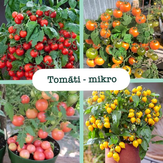 Mikro tomāti (augstumā līdz 30cm) (stādi)