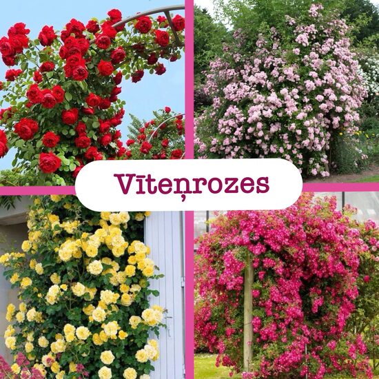 Vīteņrozes (stādi)