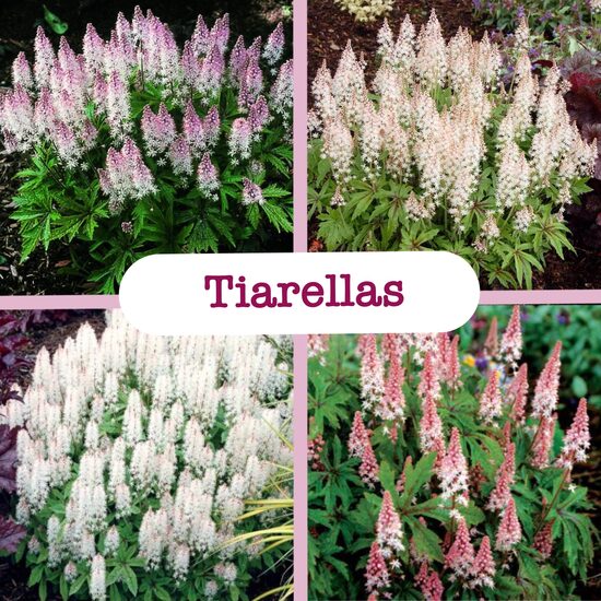 Tiarellas (stādi)
