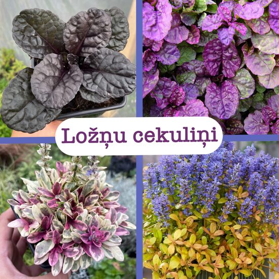 Ložņu cekuliņi (stādi)