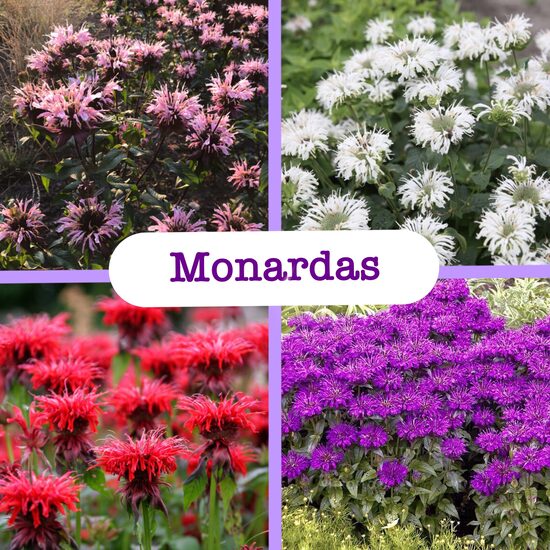 Monardas (stādi)
