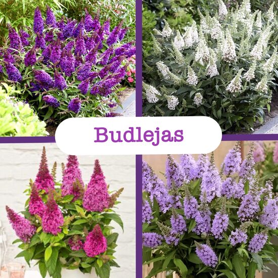 Budlejas - tauriņu magnēti (stādi)