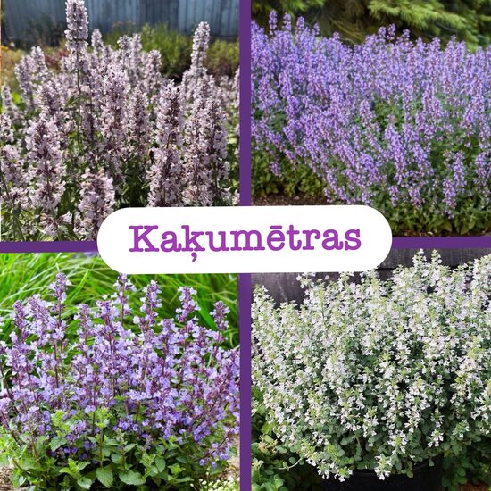 Kaķumētras (stādi)