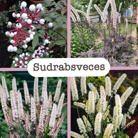 Sudrabsveces (stādi)