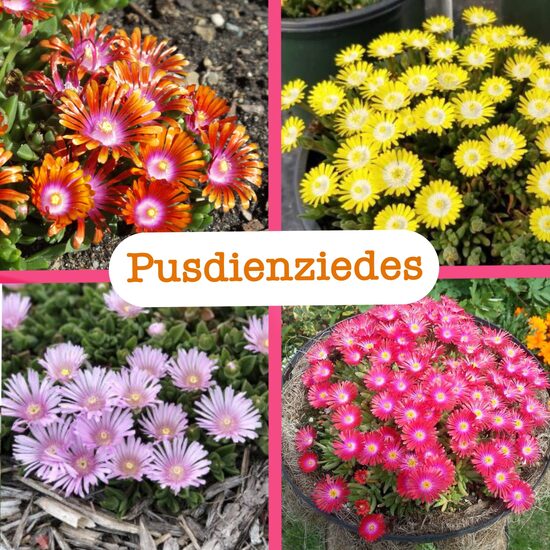 Pusdienziedes (stādi)