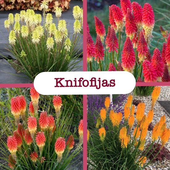 Knifofijas (stādi)