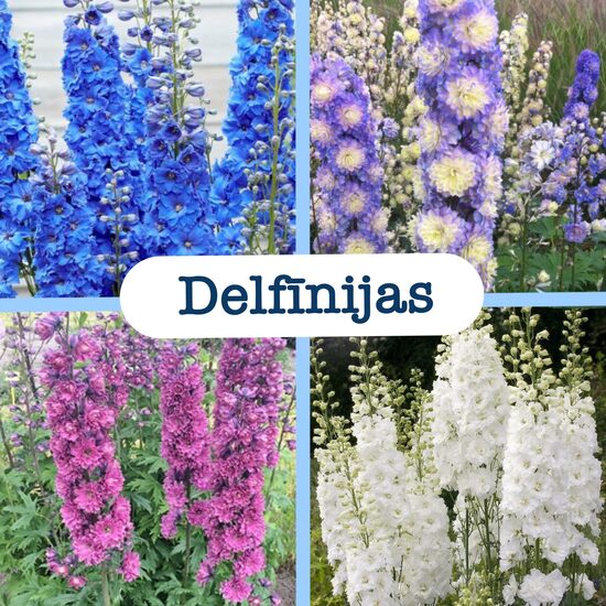 Delfīnijas (stādi)