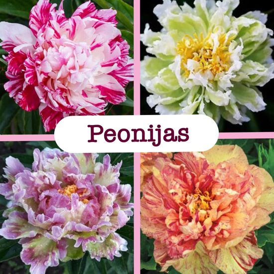 Peonijas (stādi)