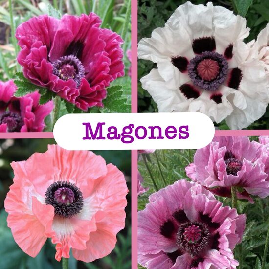 Austrumu magones (stādi)