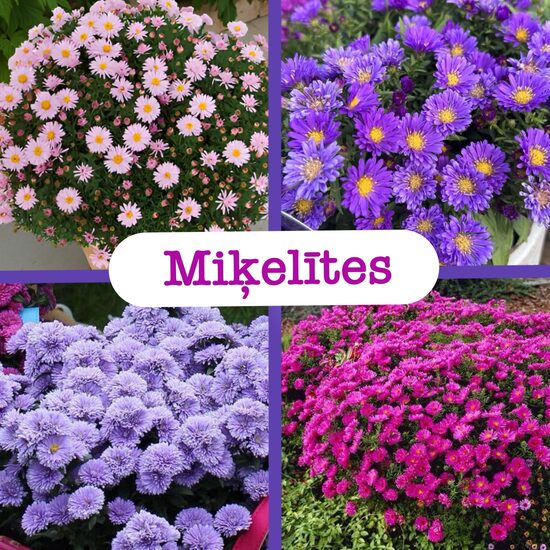 Miķelītes / ziemasteres (stādi)