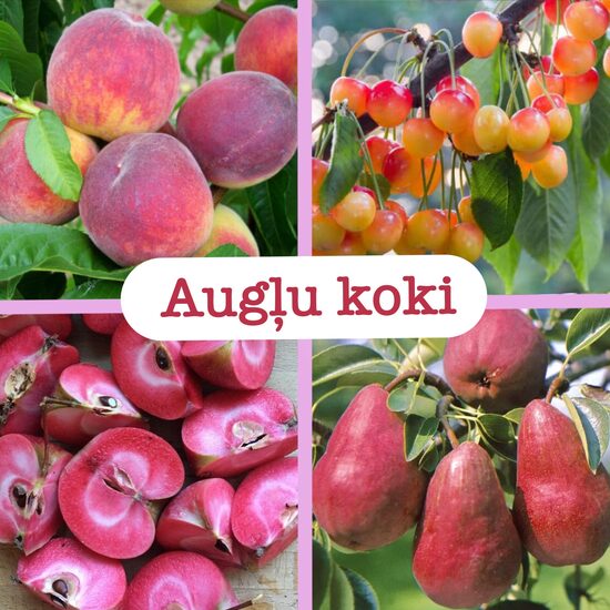 Augļu koki (stādi)