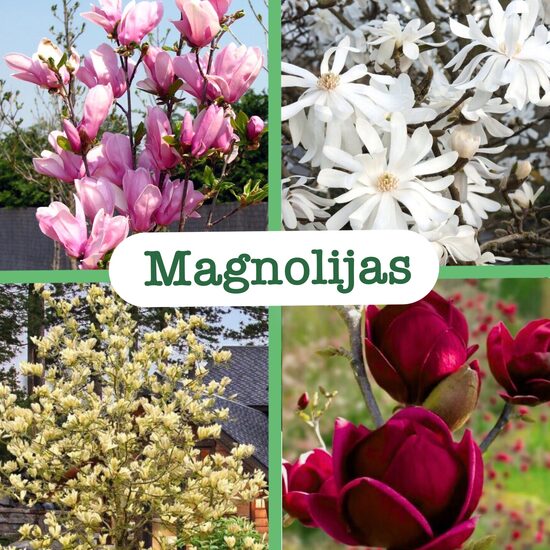 Magnolijas (stādi)
