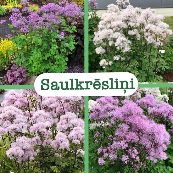 Saulkrēsliņi (stādi)