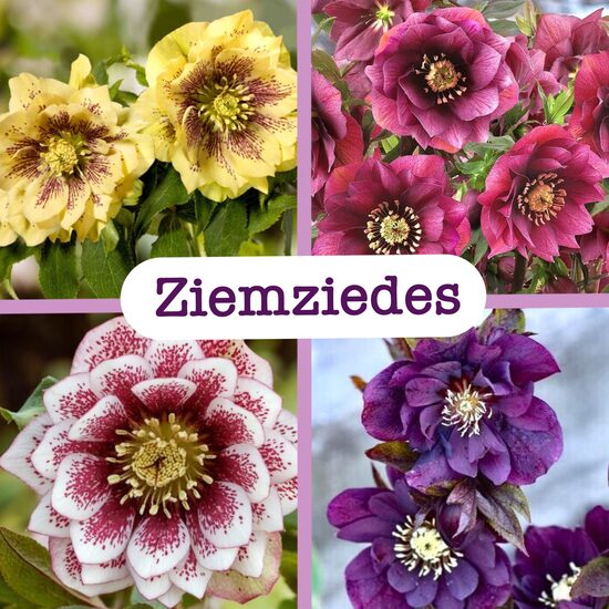 Sniega rozes - ziemziedes (stādi)