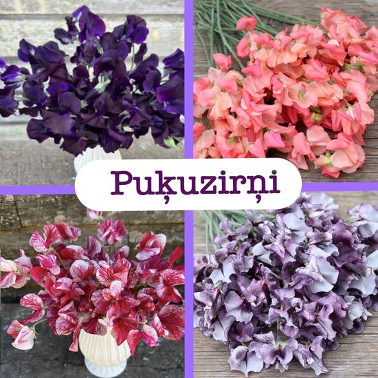 Puķuzirņi (stādi)