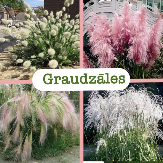 Graudzāles (stādi)