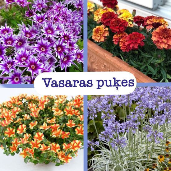 Vasaras puķes (stādi)