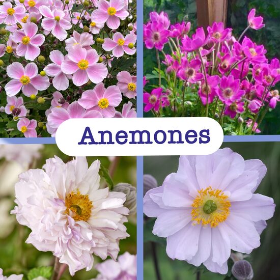 Anemones (stādi)