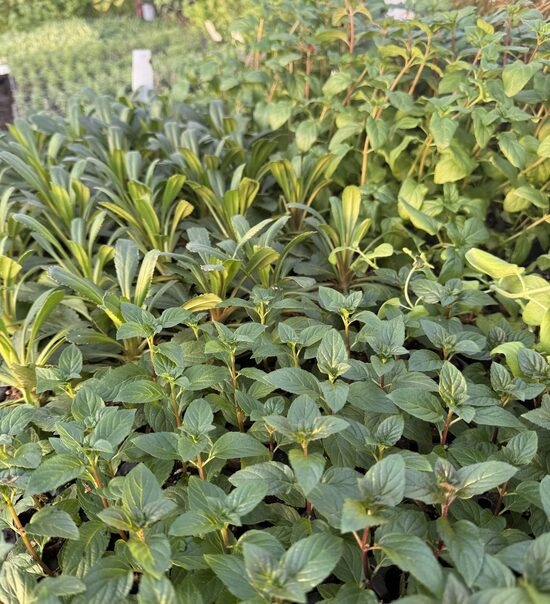 Pieejams uzreiz (piegāde 2-3 darba dienās)