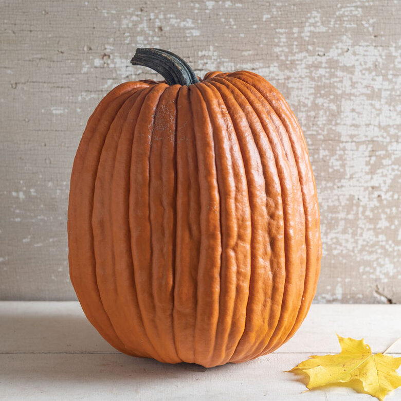 Ķirbis “Champion F1”