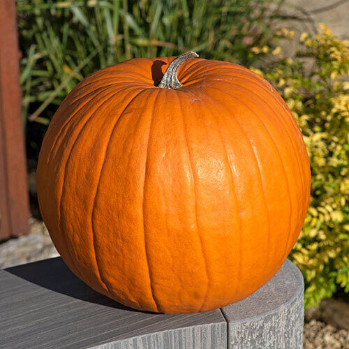 Ķirbis 'Big Doris F1'